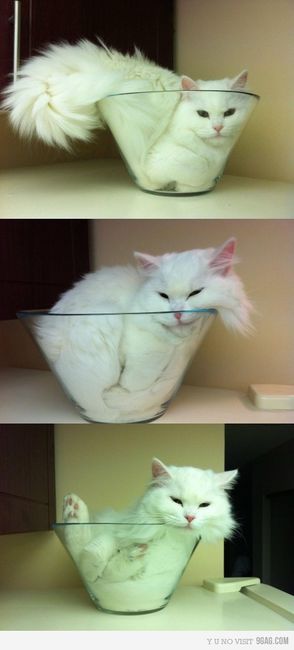 catbowl