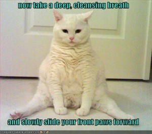 meditation_cat